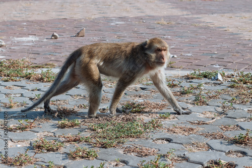Wild Macaque on the road in Prachuap Kiri Khan