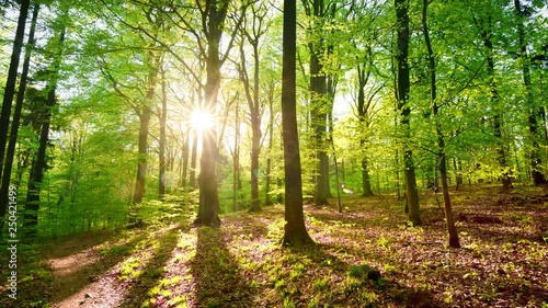 Beautiful sun rays illuminating a beech forest in vivid shades of fresh green, time lapse dolly shot photo