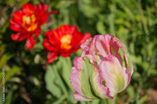 Pink with a green tulip on a red background in a spring garden.