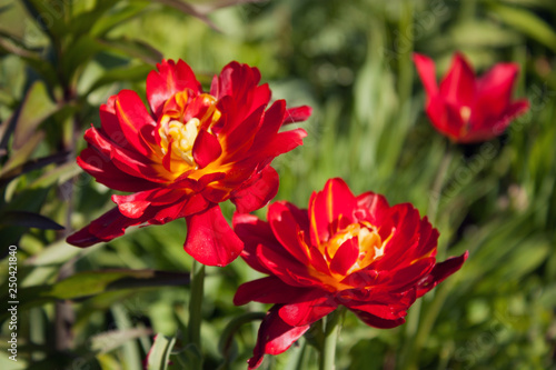 Three red multilobed tulips in the wind in the spring garden. Sunny morning and bright spring colors. © Volha