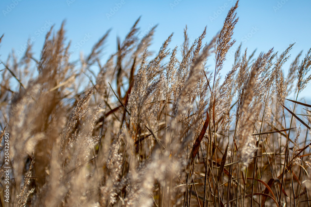 Fototapeta premium Juncos al viento en otoño