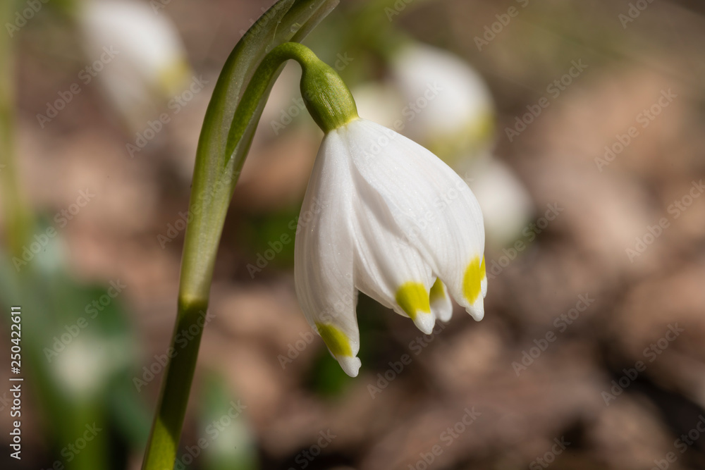 Märzenbecher als Frühlingsbote mitten im Wald Märzenbecher als Frühlingsbote mitten im Wald
