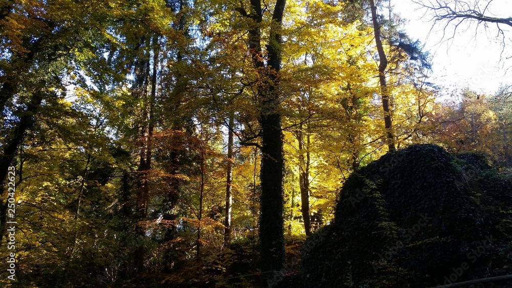 Obraz premium September Herbst in der Eifel