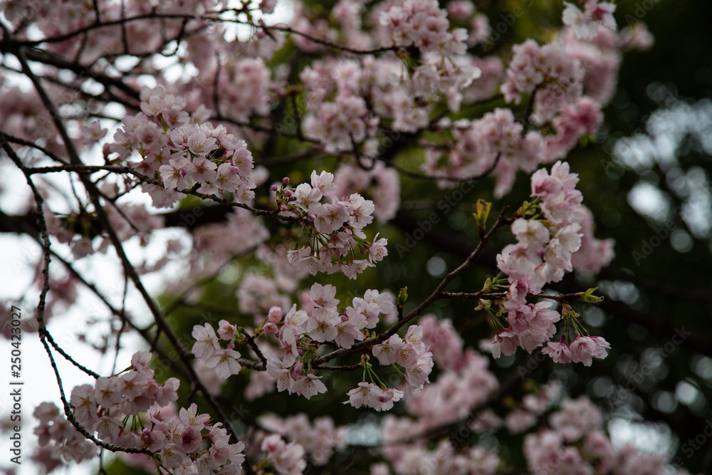 Cherry blossom in Japan. Sakura flowers and trees close up in Tokyo, Japan during Spring time