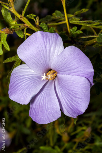 Alyogyne huegelii commonly known as Lilac Hibiscus found in the coastal shrublands of West Australia photo