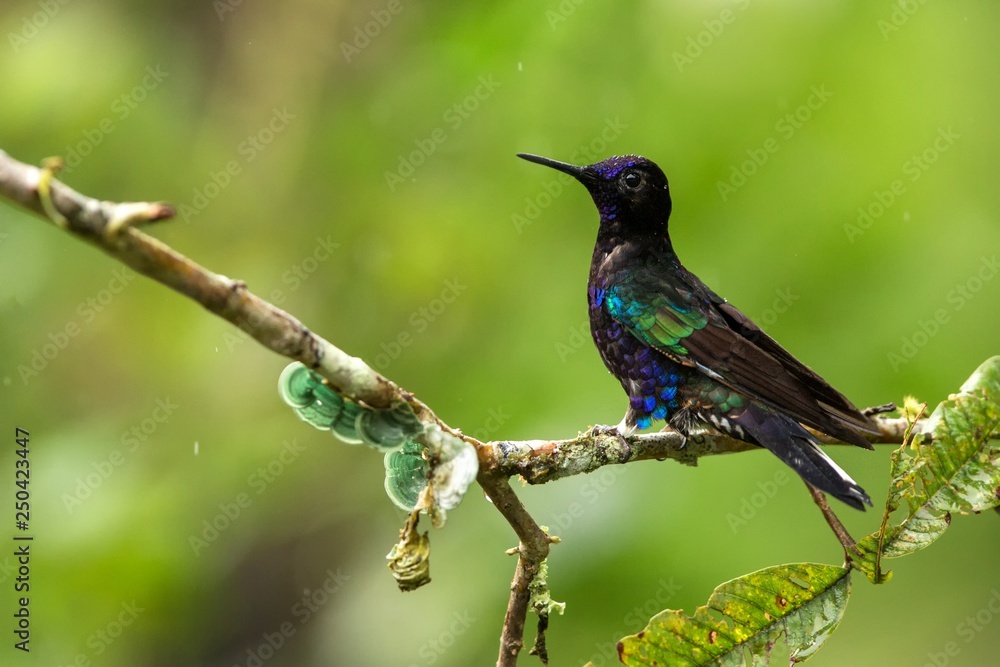 Fototapeta premium Velvet-purple coronet sitting on branch, hummingbird from tropical forest,Ecuador,bird perching,tiny beautiful bird resting on flower in garden,clear background,nature,wildlife, exotic adventure trip