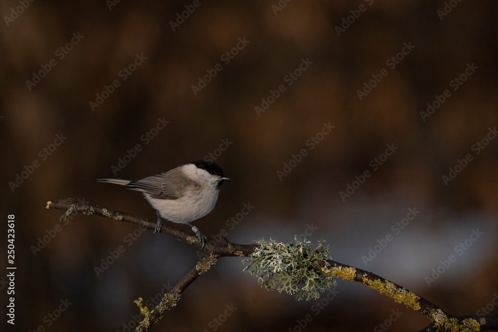 Fototapeta premium marsh tit on a branch