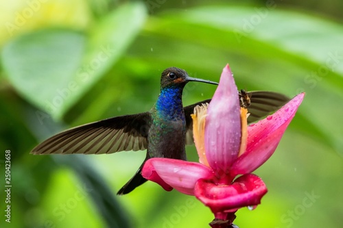 Hummingbird hovering next to pink and yellow flower, garden,tropical forest, Colombia, bird in flight with outstretched wings,flying hummingbird sucking nectar from blossom,exotic travel adventure