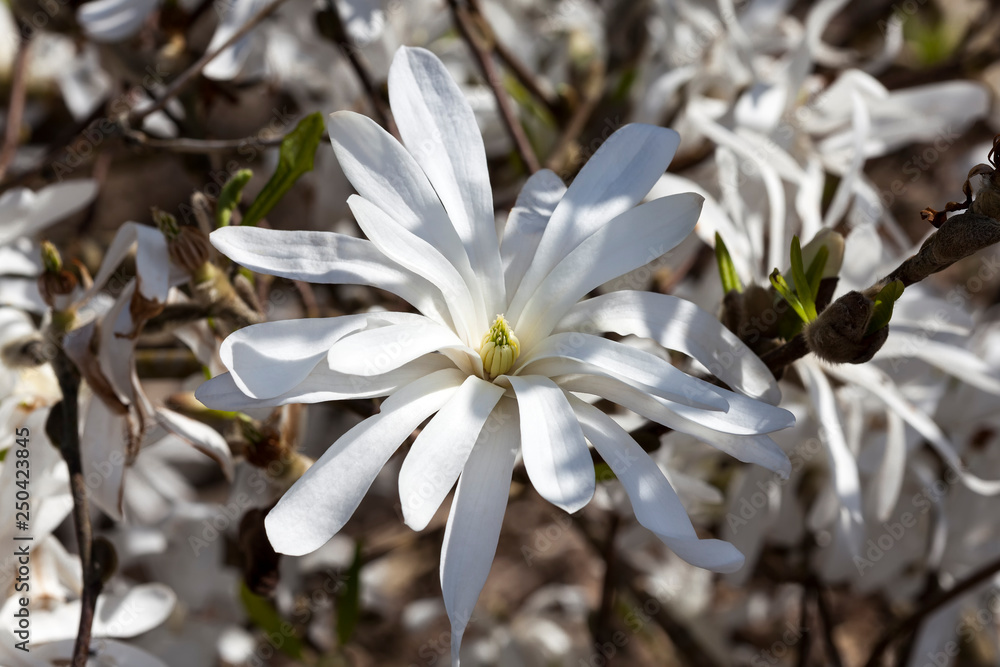 Magnolia Stellata a winter spring white flower shrub or small tree commonly known as star magnolia Magnolia Stellata a winter spring white flower shrub or small tree commonly known as star magnolia