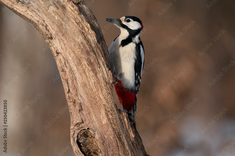 great spotted woodpecker great spotted woodpecker