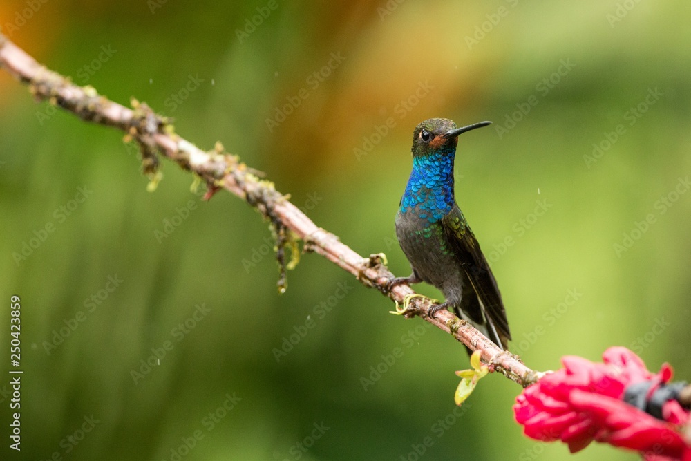 White-tailed hillstar sitting on branch,hummingbird from tropical forest,Peru,bird perching,tiny beautiful bird resting on flower in garden,clear background,nature scene,wildlife, exotic adventure White-tailed hillstar sitting on branch,hummingbird from tropical forest,Peru,bird perching,tiny beautiful bird resting on flower in garden,clear background,nature scene,wildlife, exotic adventure