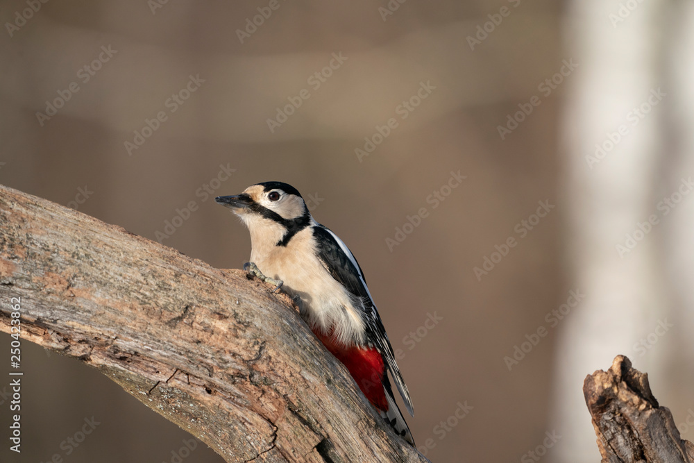 Obraz premium great spotted woodpecker