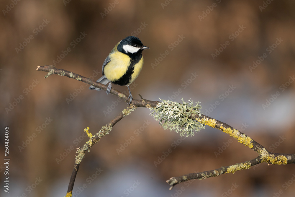 great tit on a branch great tit on a branch