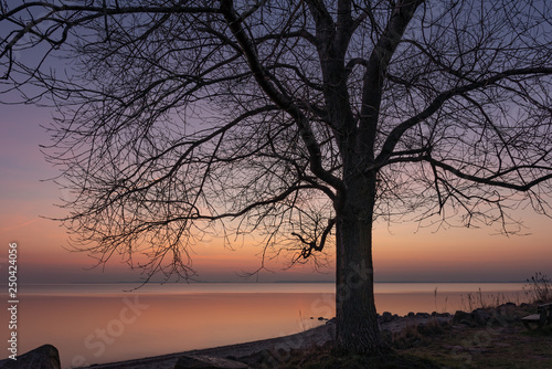 Baum am Meer