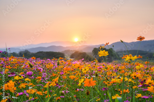 Sunset over mountain with cosmos blooming