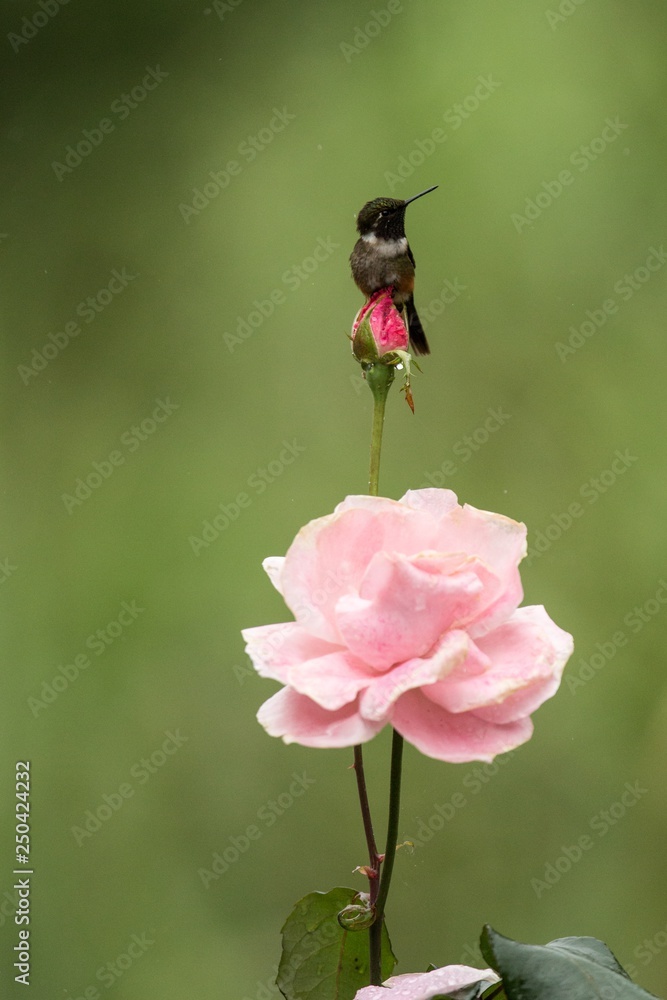 Purple-throated woodstar sitting on rose, hummingbird from tropical forest,Peru,bird perching,tiny beautiful bird resting on flower in garden,clear background,nature,wildlife, exotic adventure