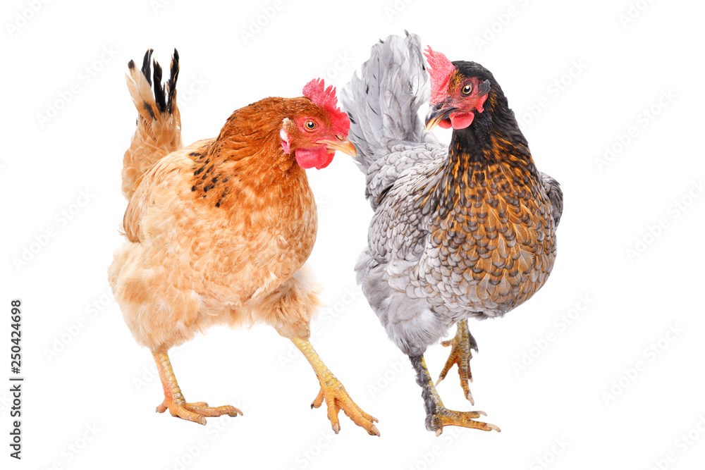 Fototapeta premium Two hens together isolated on white background