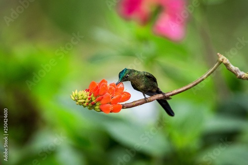 Hummingbird sitting on orange flower,tropical forest,Brazil,bird sucking nectar from blossom in garden,bird perching on plant,nature wildlife scene,canimal behaviour,exotic adventure,environment photo