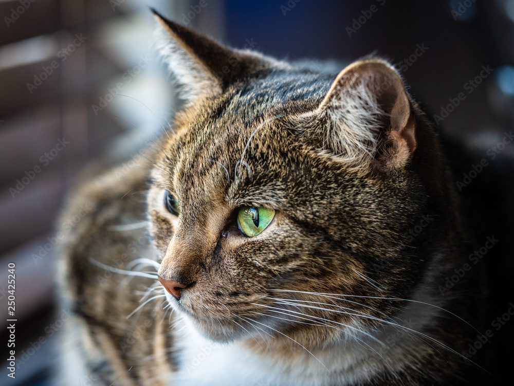 Fototapeta premium Binky the female tabby cat