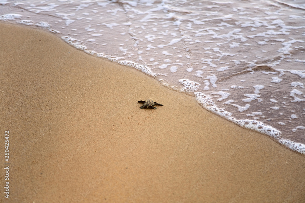 Baby turtles making it's way to the ocean Baby turtles making it's way to the ocean