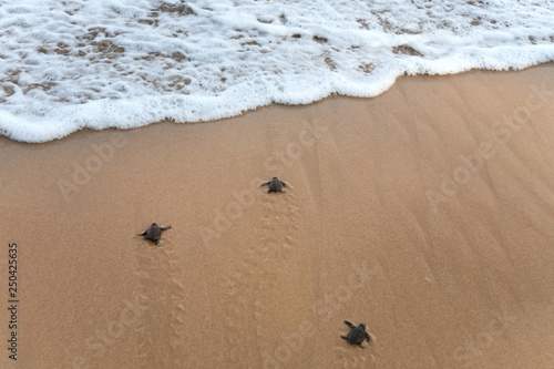 Baby turtles making it's way to the ocean