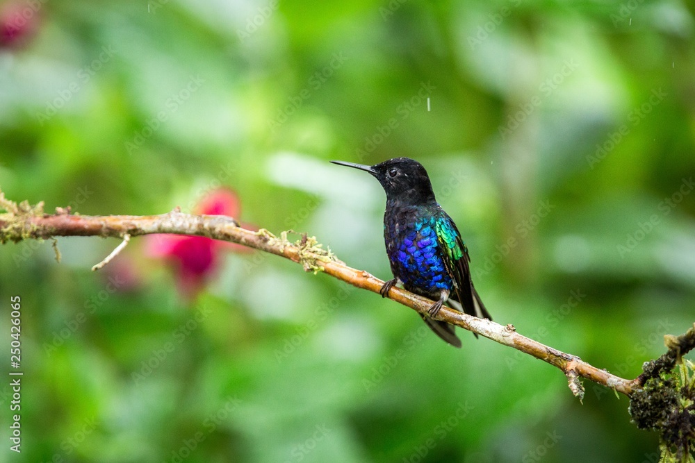 Fototapeta premium Velvet-purple coronet sitting on branch, hummingbird from tropical forest,Ecuador,black and blue bird resting on flower in garden,clear background,nature,wildlife, exotic adventure, clear background