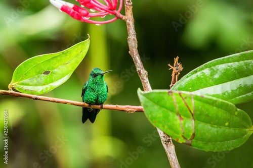 Hummingbird sitting on branch, hummingbird from tropical forest,Peru,bird perching,tiny beautiful bird resting on flower in garden,clear background,nature scene,wildlife, exotic adventure