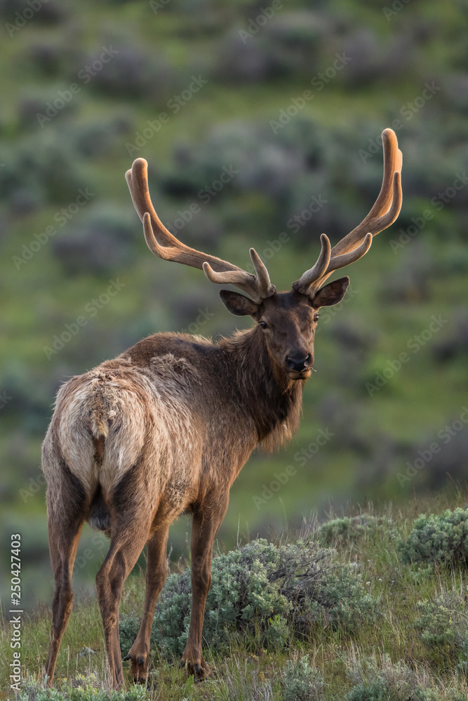 elk in forest elk in forest