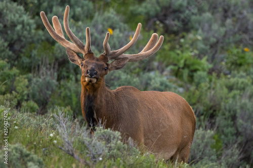 Bull Elk in Summer Velvet