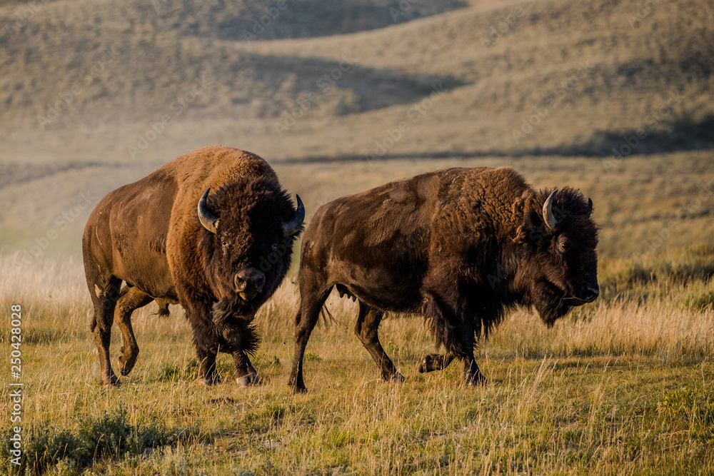 bison rut in yellowstone national park bison rut in yellowstone national park