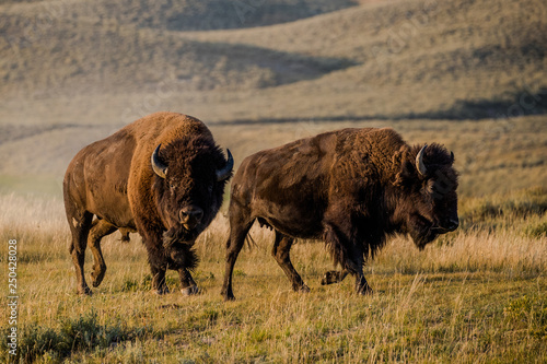 bison rut in yellowstone national park