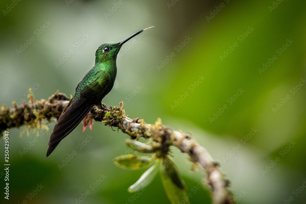 Fototapeta premium Empress brilliant sitting on branch, hummingbird from tropical forest,Brazil,bird perching,tiny beautiful bird resting on flower in garden,clear background,nature scene,wildlife, exotic adventure