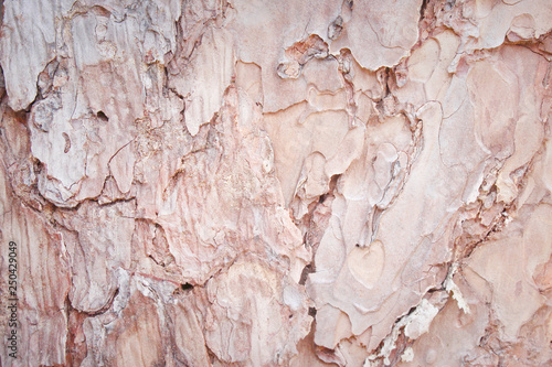 Bark pine natural patterns texture for background