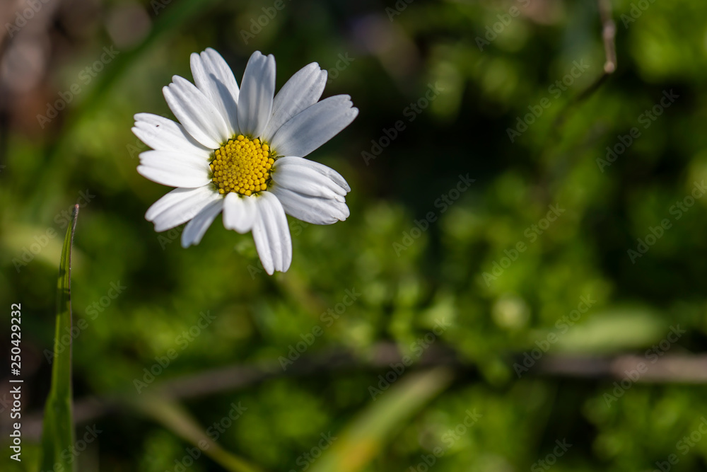 Fototapeta premium Daisy