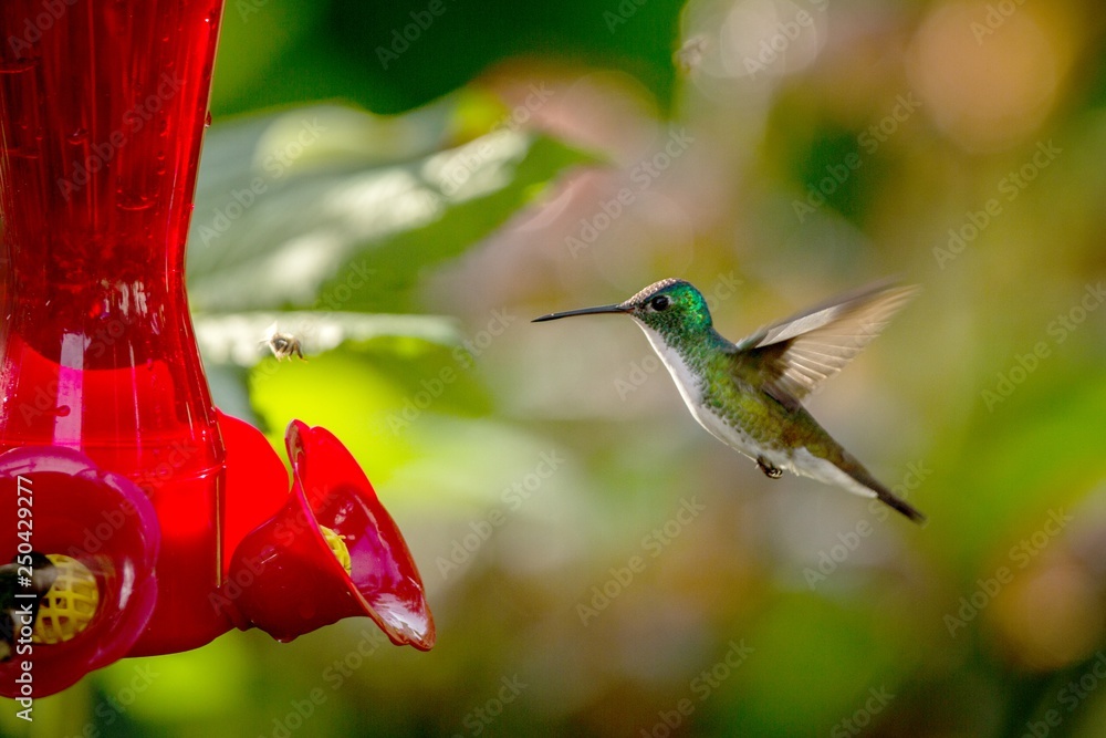 Obraz premium Hummingbird with outstretched wings,tropical forest,Peru,bird hovering next to red feeder with sugar water, garden,clear background,nature scene,wildlife,exotic adventure,colorful beautiful animal