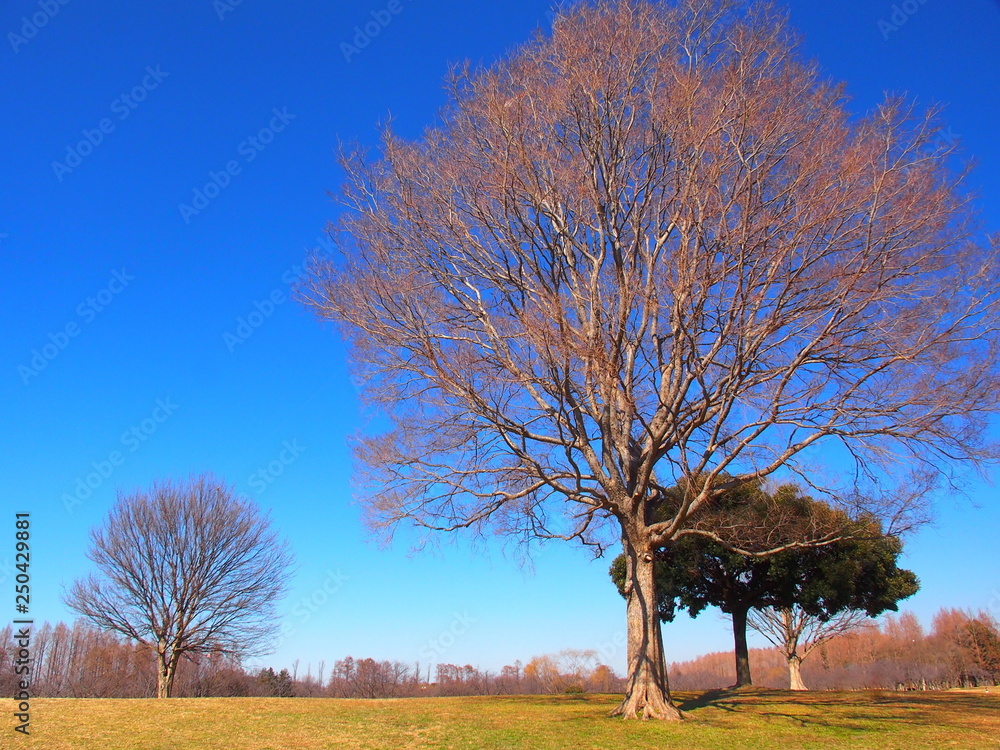 早春の草原と立ち木のある公園風景
