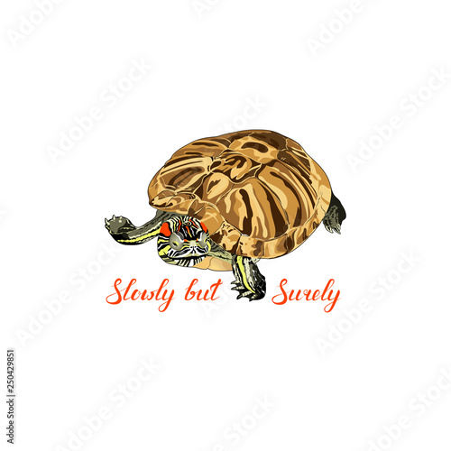 vector turtle. pond slider. Trachemys scripta. slowly but surely phrase. photorealistic animal with text on white background. motivator. vector illustration