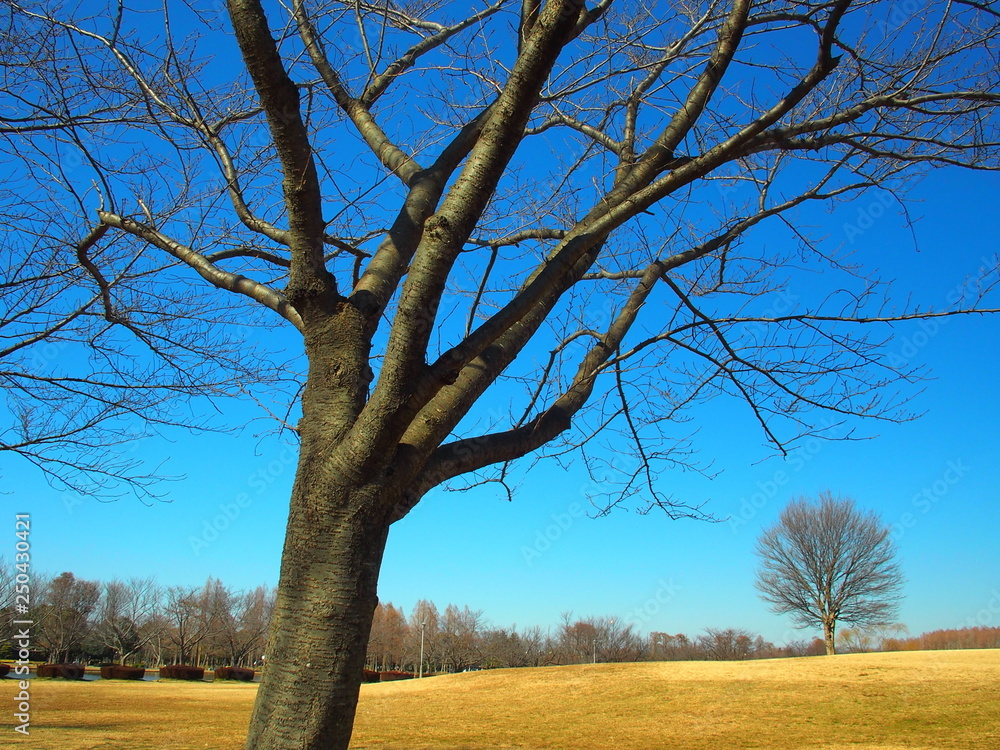 公園の桜の枯れ木と草原風景 Stock Photo Adobe Stock