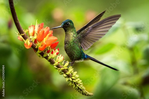 Violet-tailed sylph hovering next to orange flower,tropical forest, Peru, bird sucking nectar from blossom in garden,beautiful hummingbird with outstretched wings,nature wildlife scene,exotic trip