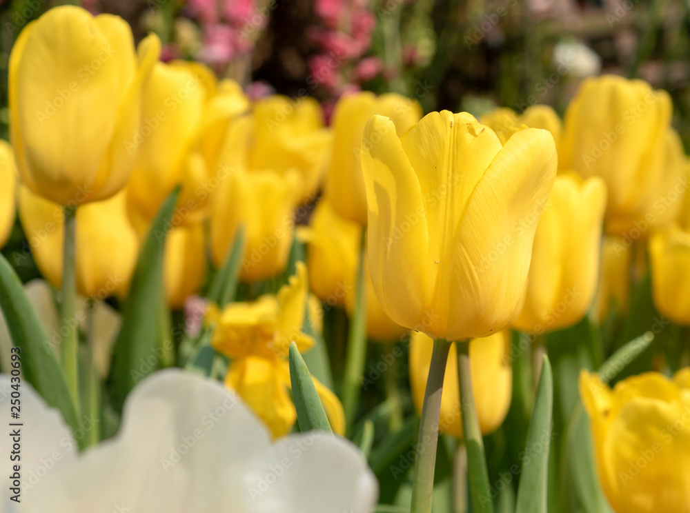 Fototapeta premium Colorful Tulips flower blooming with soft light morning in the garden 