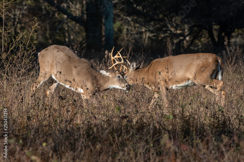 Large antlered whitetail buck