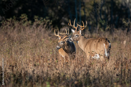Large antlered whitetail buck