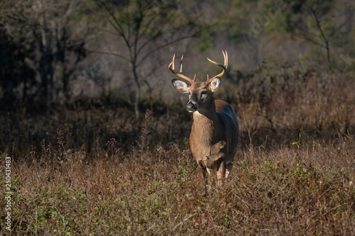 Large antlered whitetail buck