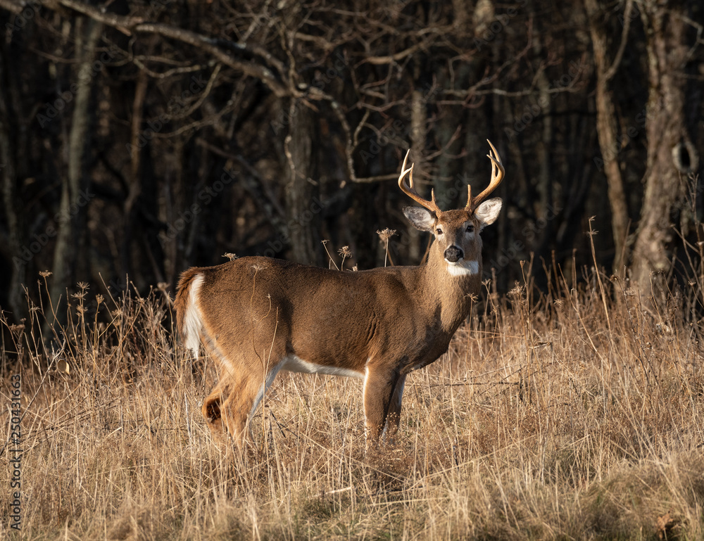 Obraz premium Large antlered whitetail buck