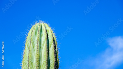 Cactus with blue sky in the...