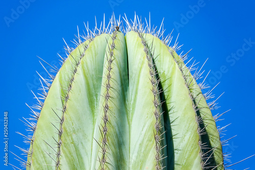 Close up of thorns on a cac...