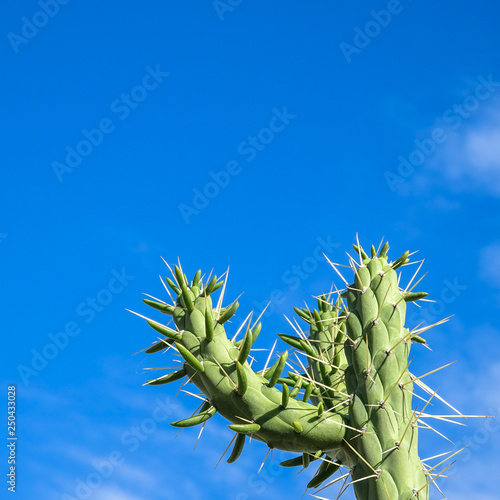 Cactus with blue sky in the...