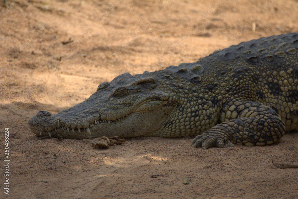 Naklejka premium crocodile with mouth closed taking in the sun