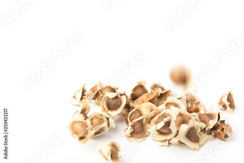 Moringa Oleifera seed dried on isolated white background.