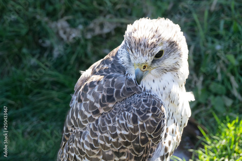 Portrait of juvenile Gyrfalcon also known as falco rusticolus, Falco arcticus. The largest falcon, found in arctic regions. photo